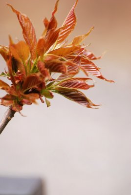 Prunus serrulata 'Kanzan' - višeň ozdobná - list